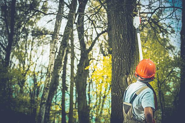 Tree and Shrub Care